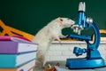 White test rat sitting on microscope, laboratory research. White aboratory rat in a lab. Cute rats in the lab. Education Royalty Free Stock Photo