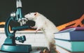 White test rat sitting on microscope, laboratory research. White aboratory rat in a lab. Cute rats in the lab. Education Royalty Free Stock Photo