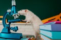 White test rat sitting on microscope, laboratory research. White aboratory rat in a lab. Cute rats in the lab. Education Royalty Free Stock Photo