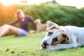 White thai dog playing in front of owner