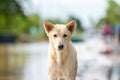 White Thai dog standing on the sandbag in flooding situation