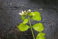 White thai jasmine