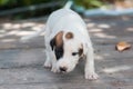 White Thai puppy is finding his friend