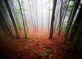 White thick mist in dark forest with rusty leaves in autumn Royalty Free Stock Photo