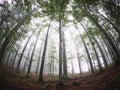 White thick mist in dark forest with rusty leaves in autumn Royalty Free Stock Photo