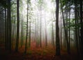 White thick mist in dark forest with rusty leaves in autumn Royalty Free Stock Photo