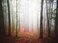 White thick mist in dark forest with rusty leaves in autumn Royalty Free Stock Photo