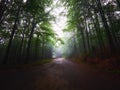 White thick mist in dark forest with rusty leaves in autumn Royalty Free Stock Photo