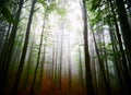 White thick mist in dark forest with rusty leaves in autumn Royalty Free Stock Photo