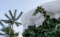 White thick snow cap on green ivy Hedera helix. Christmas theme in real snow winter garden.  Sunny spring day Royalty Free Stock Photo