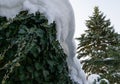 White thick snow cap on green ivy Hedera helix. Christmas theme in real snow winter garden.  Sunny spring day Royalty Free Stock Photo