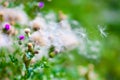 Flowering common thistle - Cirsium vulgare - violet thistle with flying seed pod. White dried thistles with fluffy weed flowers.