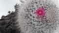 White thorn cactus with natural pink flower
