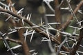 White Thorn Covered Tree Branches vachellia sp.