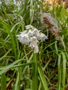 White Three-cornered Garlic Flower in the Woods