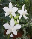 This is white three ochid flowers in the tree