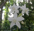 This is white three ochid flowers in the tree