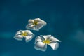 White three plumeria flowers in blue water Royalty Free Stock Photo