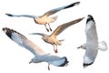 White three seagulls bird set isolated Royalty Free Stock Photo