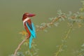 White throat kingfisher bird natural nature wallpaper