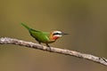 White-throated Bee-eater Royalty Free Stock Photo