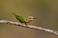 White-throated Bee-eater