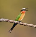 White-throated Bee-eater Royalty Free Stock Photo