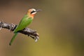 White-throated Bee-eater Royalty Free Stock Photo