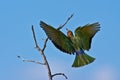 White-throated Bee-eater Royalty Free Stock Photo
