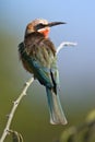White-throated Bee-eater Royalty Free Stock Photo