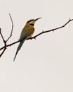 White-throated Bee-eater Royalty Free Stock Photo
