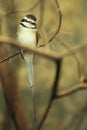 White-throated bee-eater