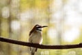 White throated bee-eater on a branch Royalty Free Stock Photo