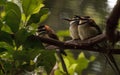 White throated bee-eater known as Merops albicollis Royalty Free Stock Photo