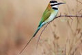A white-throated bee-eater in samburu Royalty Free Stock Photo
