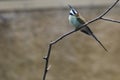 White-throated bee-eater Royalty Free Stock Photo