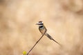 White-throated bee eater Royalty Free Stock Photo