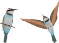 White throated bee eaters (Merops albicollis