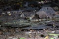 White-throated Bulbul (Alophoixus flaveolus) - Elegance in White Harmony