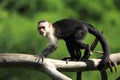 White-throated capuchin Royalty Free Stock Photo