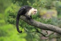 White-throated capuchin
