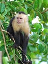 White-throated Capuchin monkey Royalty Free Stock Photo