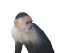 White Throated Capuchin Monkey watercolor
