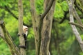 White-throated capuchin Royalty Free Stock Photo