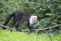 White-throated Capuchin in the wild Royalty Free Stock Photo