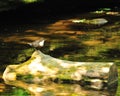 White Throated Dipper Royalty Free Stock Photo