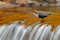 White-throated Dipper, Cinclus cinclus, brown bird with white throat in the river, waterfall in the background, animal behavior in Royalty Free Stock Photo