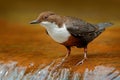 White-throated Dipper, Cinclus cinclus, brown bird with white throat in the river, waterfall in the background, animal behavior in Royalty Free Stock Photo