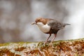 White-throated Dipper, Cinclus cinclus, brown bird with white throat in the river, waterfall in the background, animal behavior in