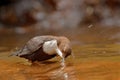 White-throated Dipper, Cinclus cinclus, brown bird with white throat in the river, waterfall in the background, animal behavior in Royalty Free Stock Photo